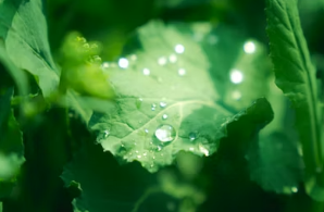 봄철 다이어트 끝판왕 봄동: 영양 성분부터 혈당 조절 돕는 드레싱 레시피 총정리