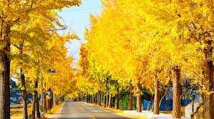 충남 은행나무 길