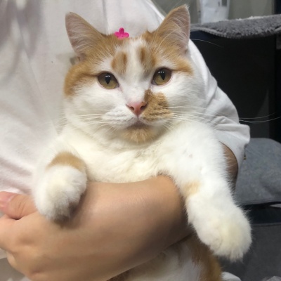 고양이유산균