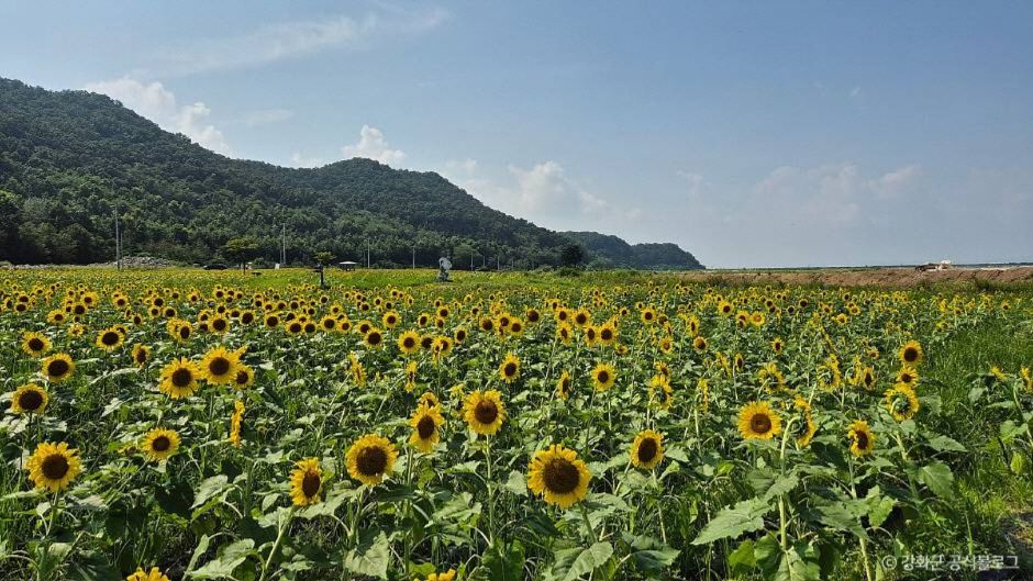 난정리 해바라기정원