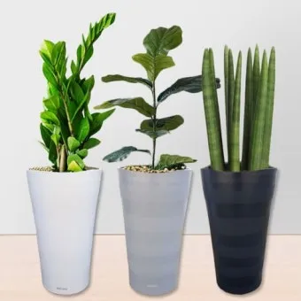 거실 큰화분 배치요령 물주기 바퀴받침 이동 어르신도 안전하게_32