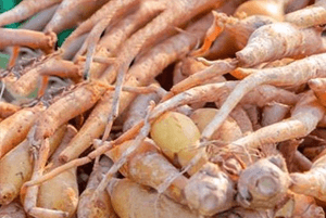 핑거루트 효능07