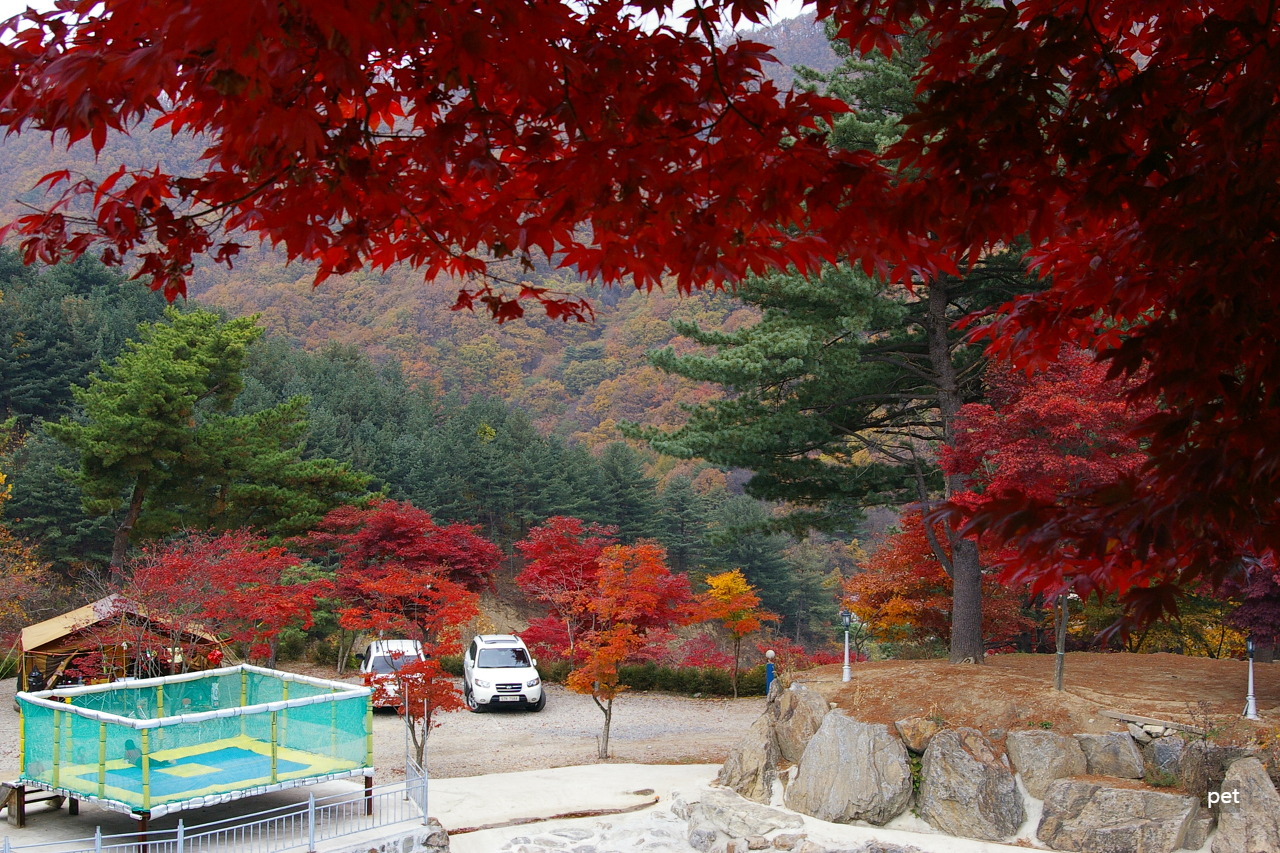 경기-동두천-산야초자연캠핑장-예약-방법-애견-동반-가격-주소-시간-후기