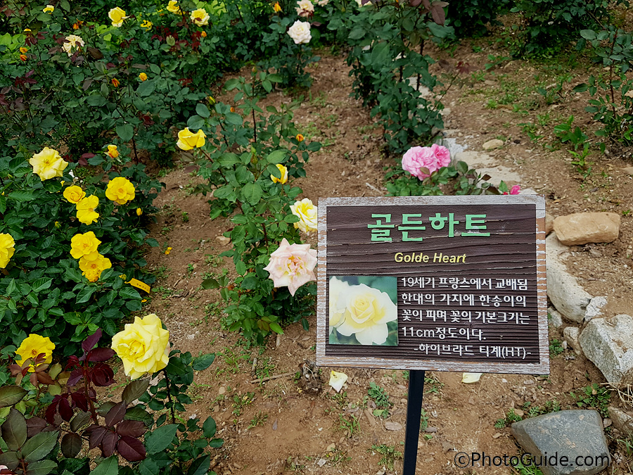 골든하트