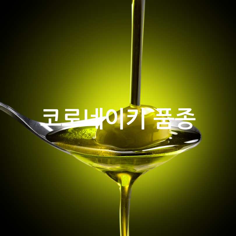 그리스산 코로네이키 올리브유 효능과 선택 팁