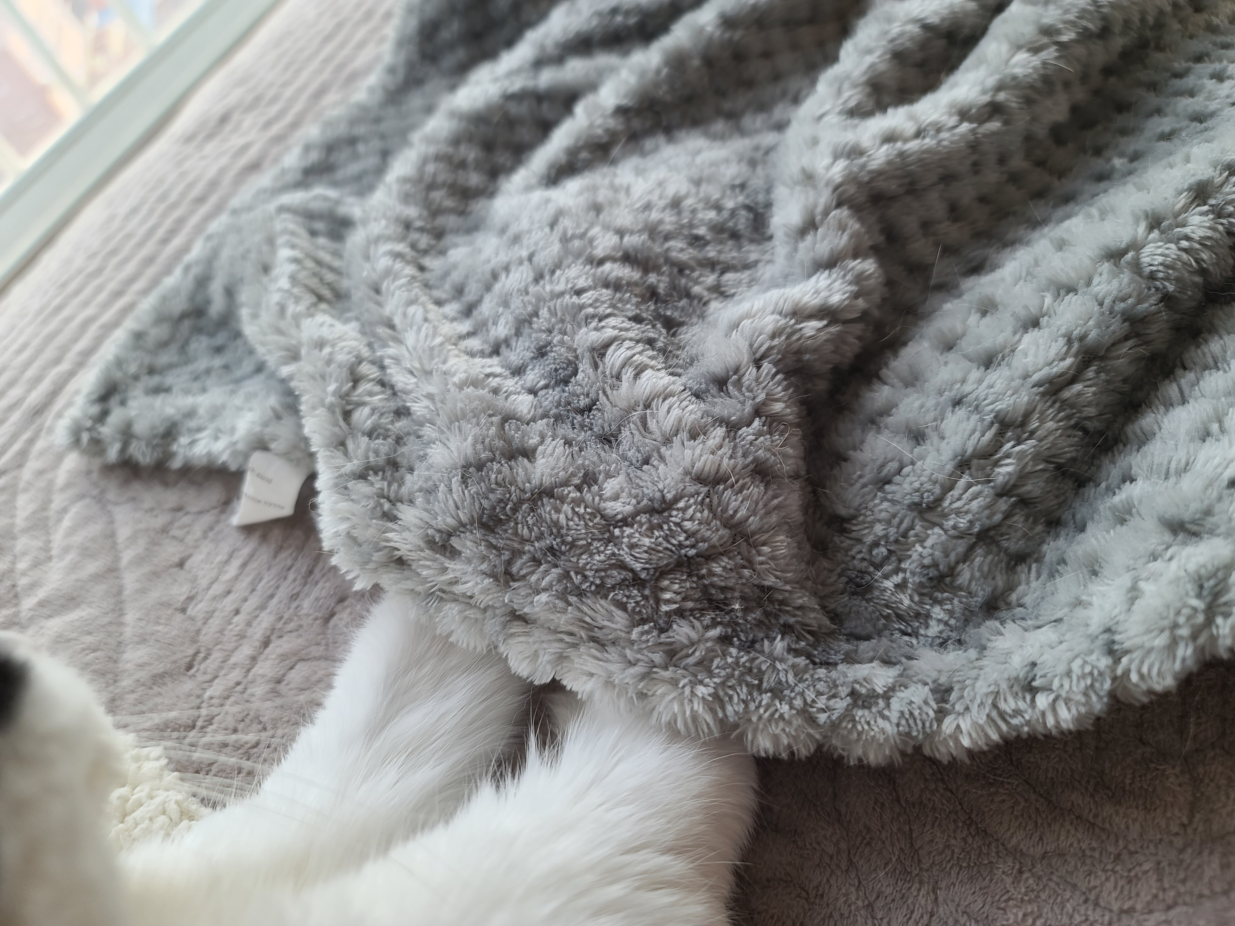 고양이들의 찜질의 계절이 다가왔다!