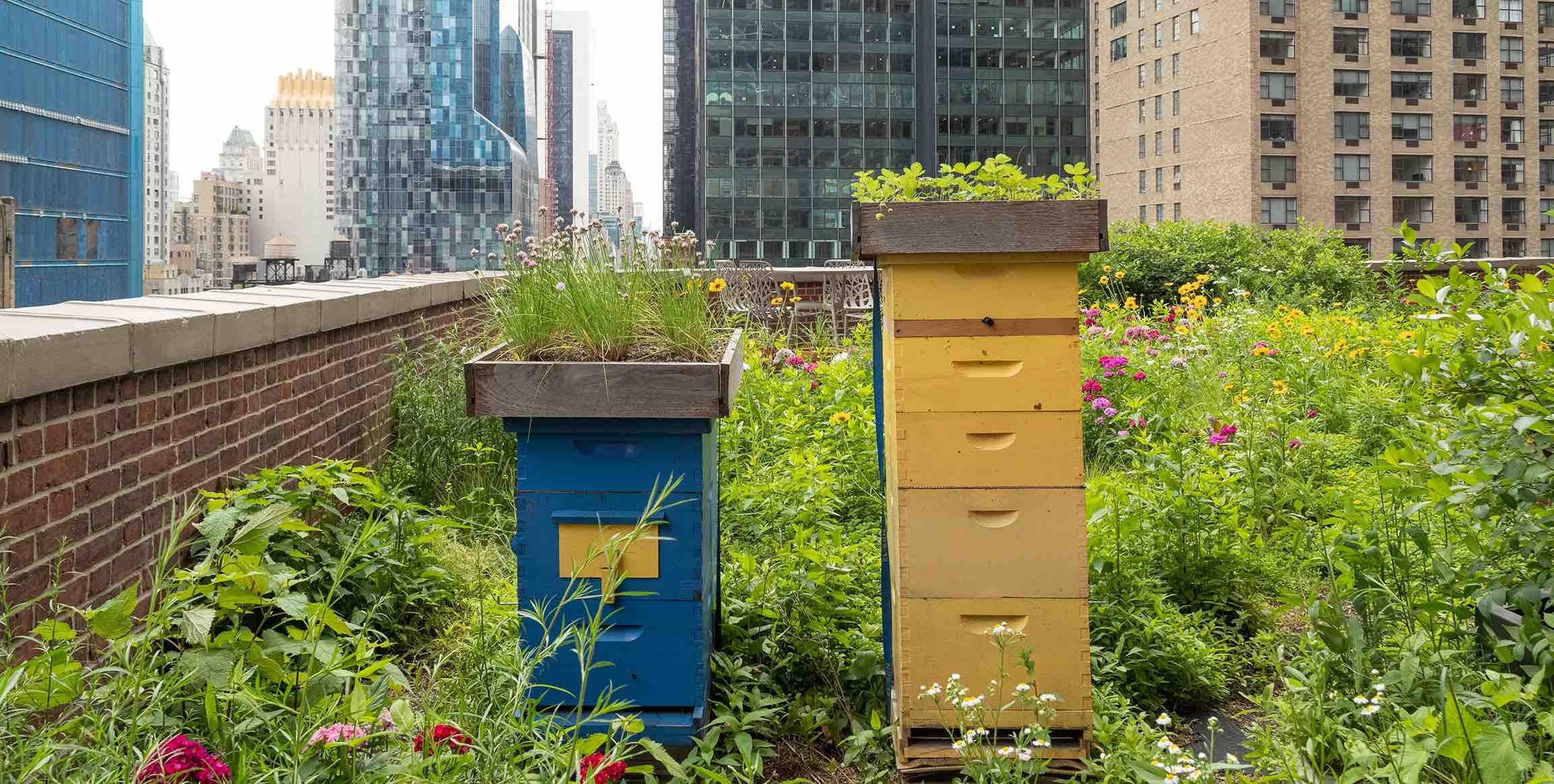 도시 치유를 위한 옥상 정원 만들기