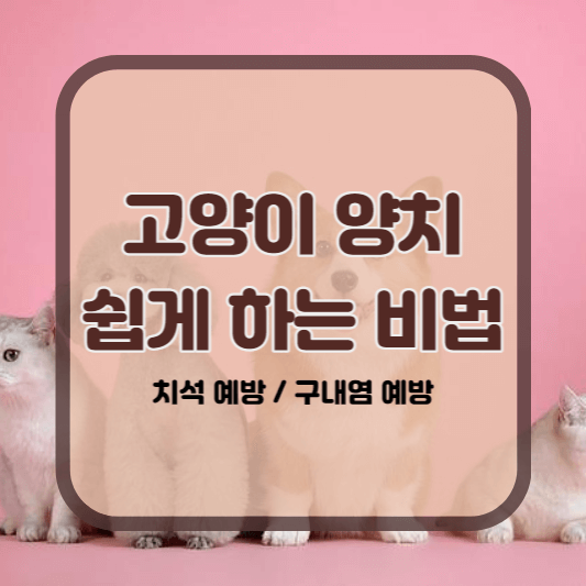 고양이양치