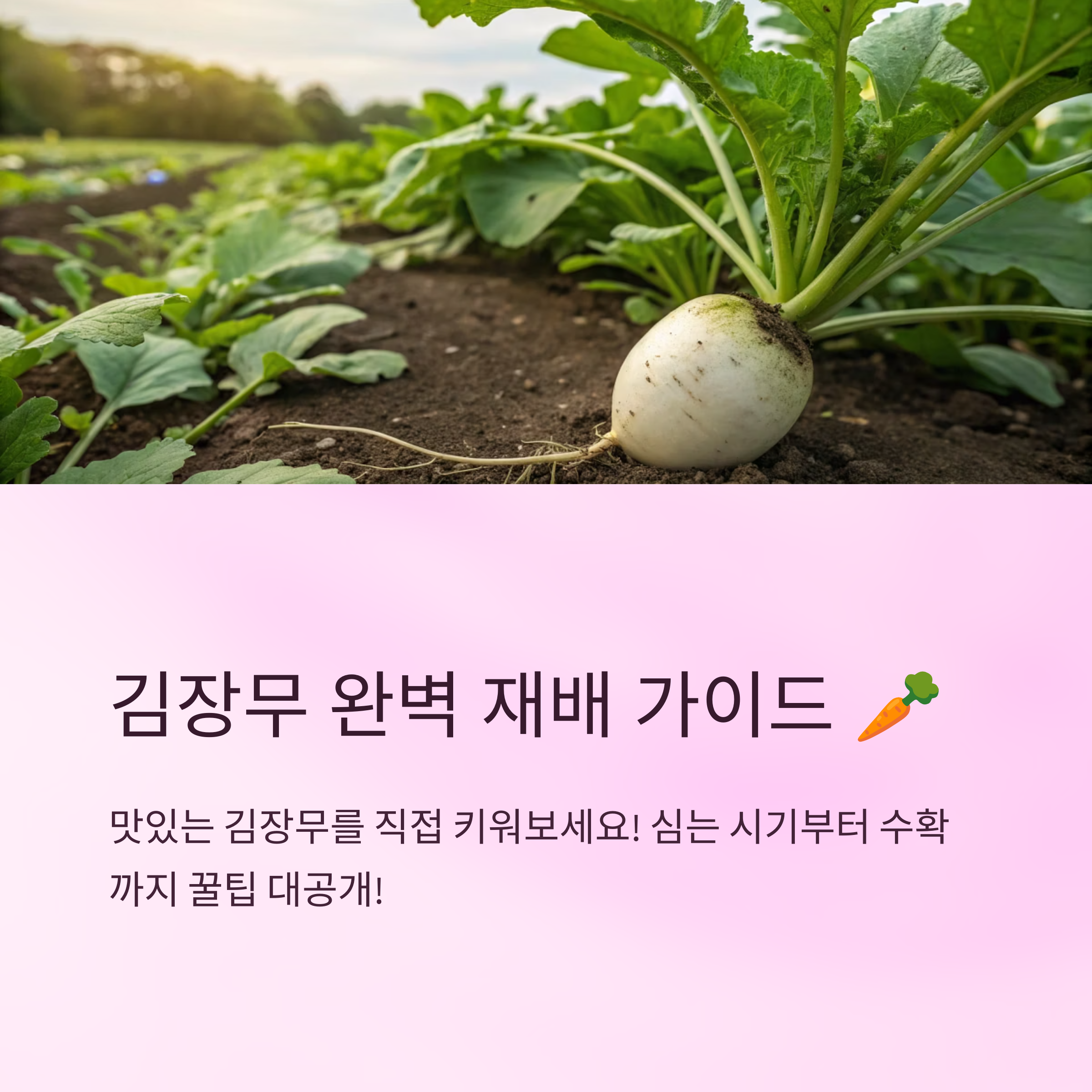 김장무 심는시기와 재배 꿀팁 총정리