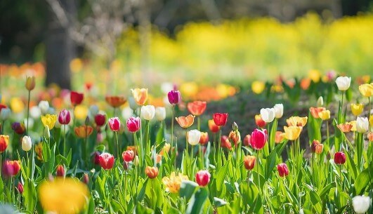제주 한림공원 수선화 축제가 23년 1월 21일부터 2월 19일까지 제12회 수선화축제를 개최합니다. 1월부터 12월까지 365일 꽃을 관람할 수 있고 테마 별로 공간도 있어서 볼 거리가 많습니다.