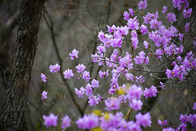 화야산에 핀 진달래 꽃