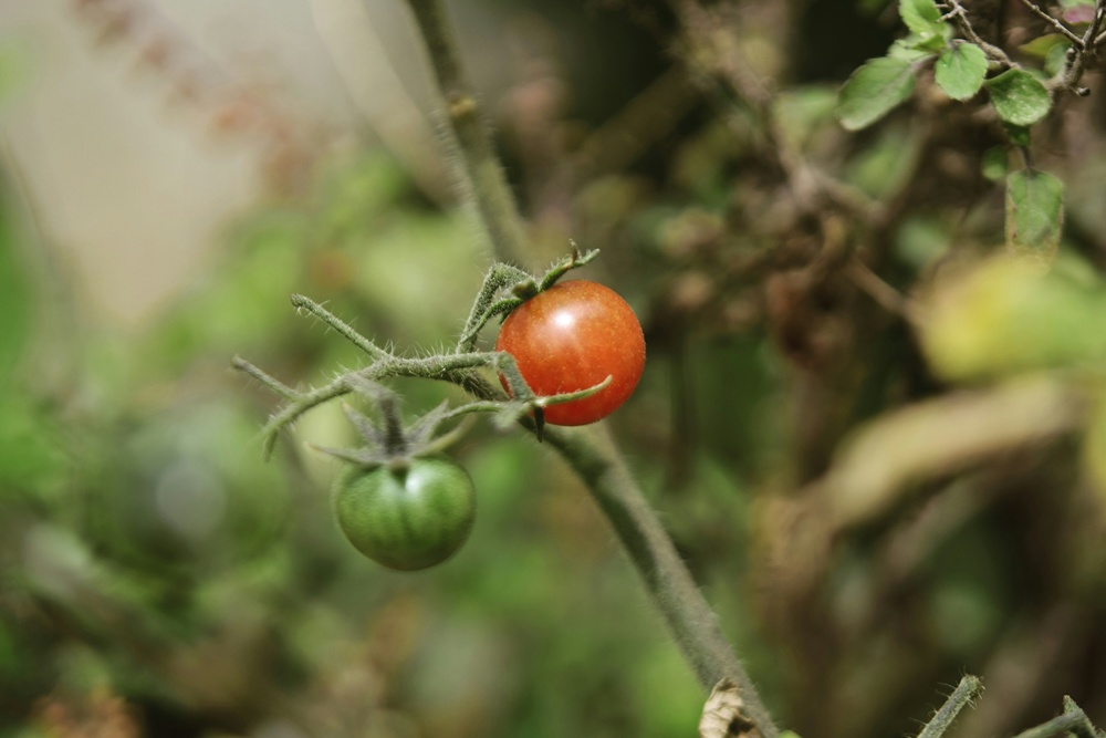 에어룸 토마토 이미지