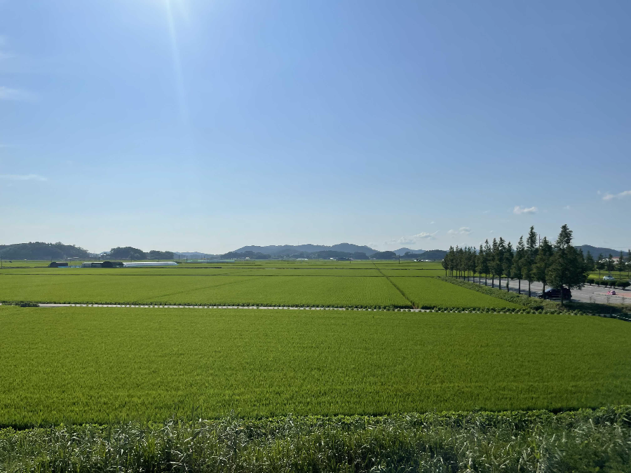신성리 갈대밭