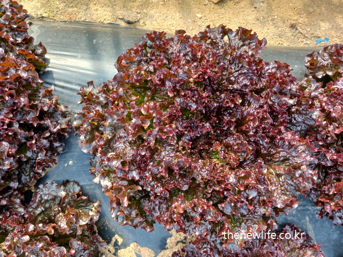 A single head of dark red lettuce with ruffled, shiny leaves, representing a rare lettuce variety.- 반짝이는 주름진 잎으로 둘러싸인 보기 드문 진한 붉은색 상추 한 포기.

캡션:
