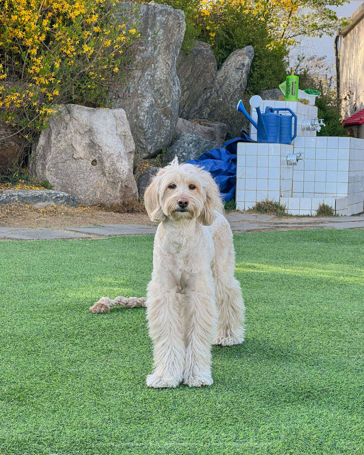 애견동반카페의 강아지