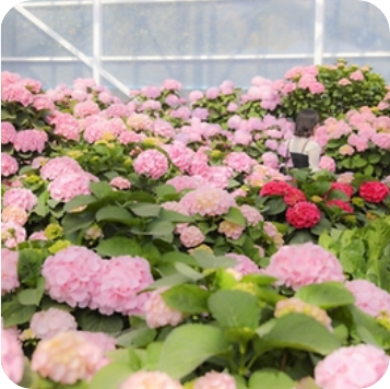 휴애리 수국정원 이미지 출처: 휴애리 홈페이지