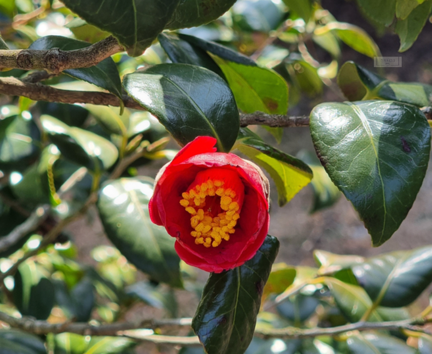 서천동백꽃쭈꾸미