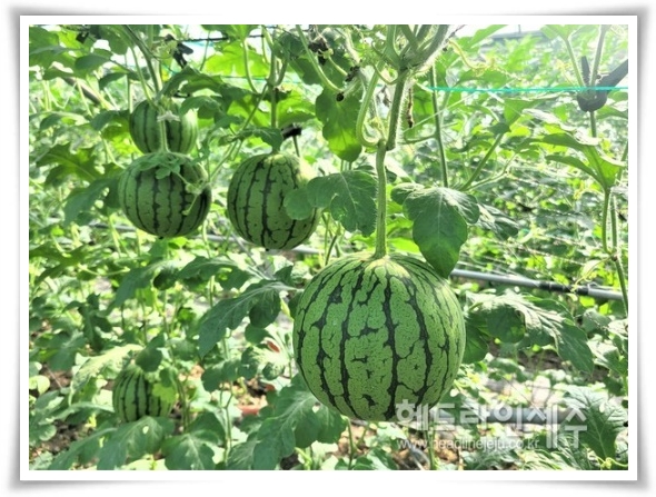 작지만 수박보다 달콤한 애플 수박 키우기! 아파트나 작은 정원에서도 가능해요.
