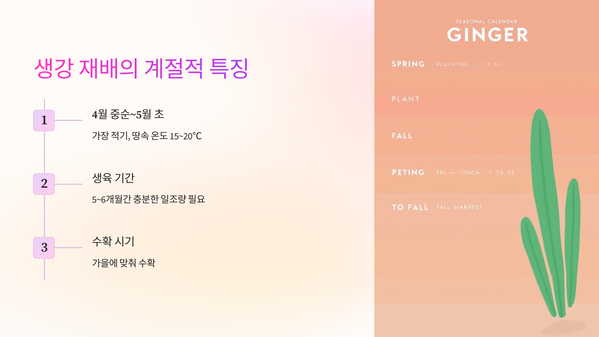 🌤 생강 재배의 계절적 특징