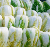 2023년 절임배추