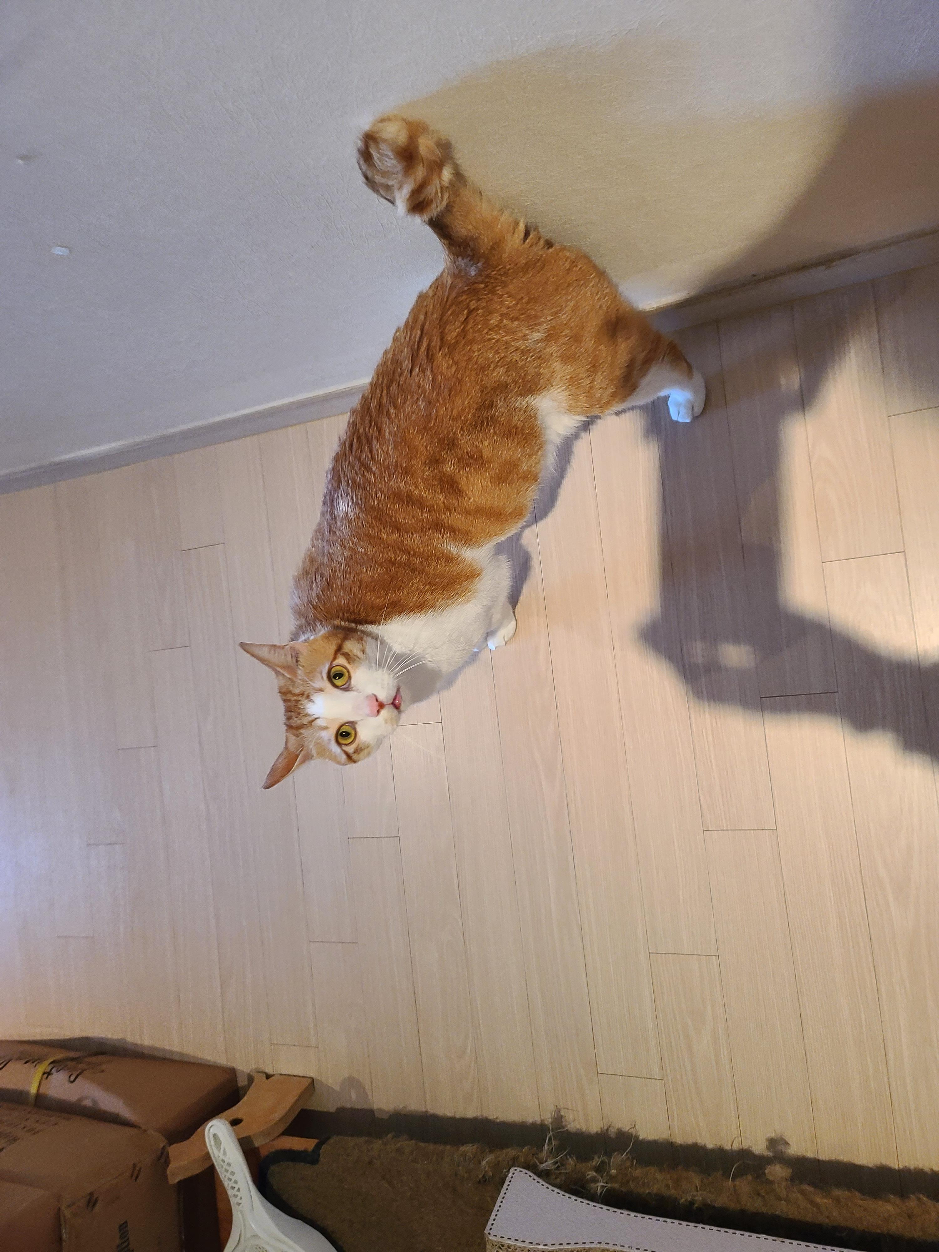 막둥이 발라당의 이유...ㅜㅜ