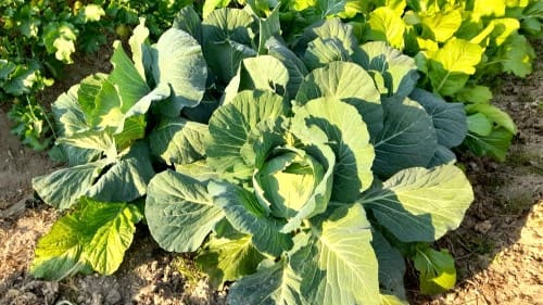 양배추재배법-재배작형-모종심기-재배시기-파종시기-정식시기-모종심는시기-수확시기