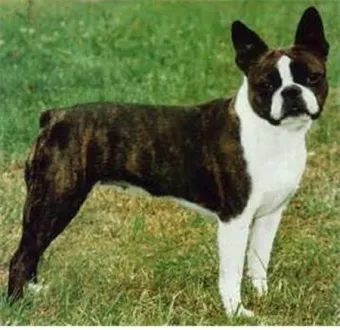 보스턴 테리어 애교만점 강아지 특징_18