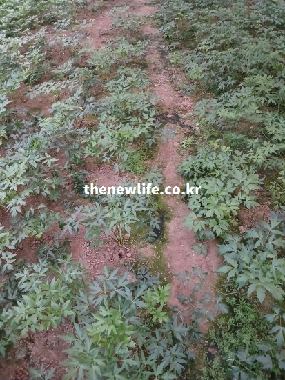 혈류 개선 효능이 있는 참당귀잎이 자라는 농장 전체 풍경