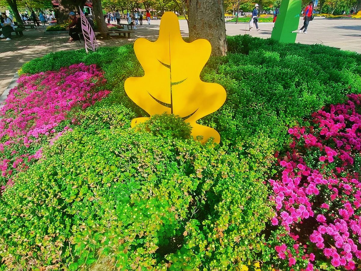 서울 근교 가을꽃 만발한, 경기도 고양시 강매석교공원 창릉천 코스모스축제