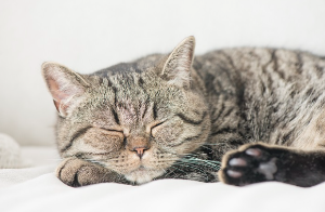 자고 있는 고양이