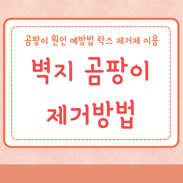 벽지 곰팡이 제거법