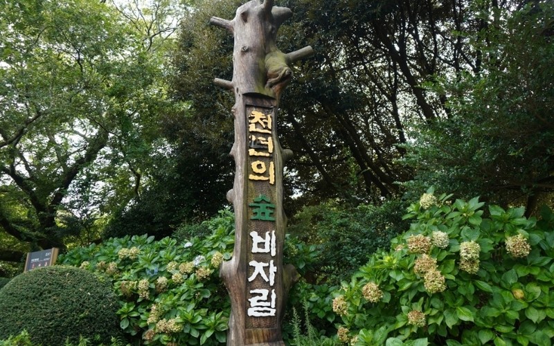 제주 비자림 완벽 가이드 코스별 소요시간·주차·입장료 총정리 - 시각 자