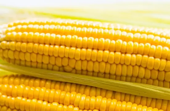 옥수수 삶는 방법