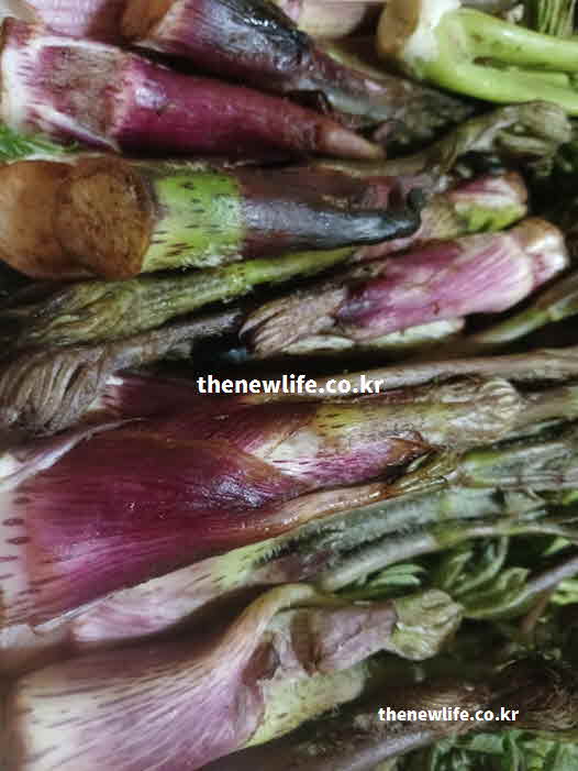 두릅 효능 면역력 증진 사포닌 비타민 C