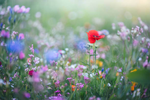 2025 화담숲 입장료 모노레일 주차장