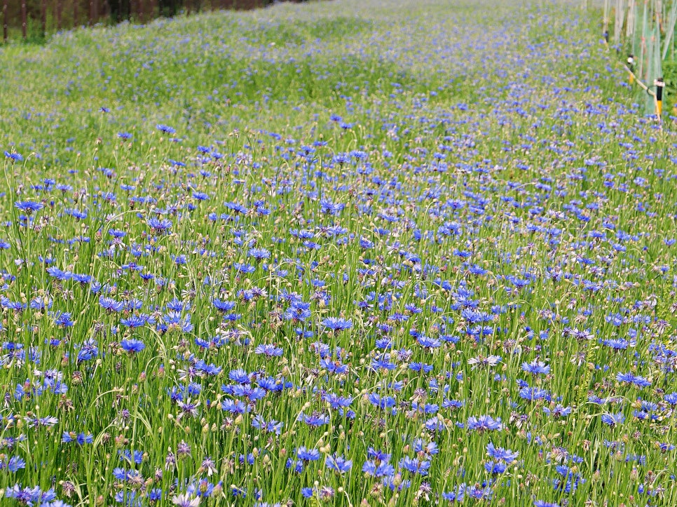 수원 탑동시민농장
