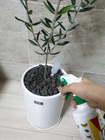 화분 뿌리파리 생기는 원인과 퇴치법 완벽 정리_21