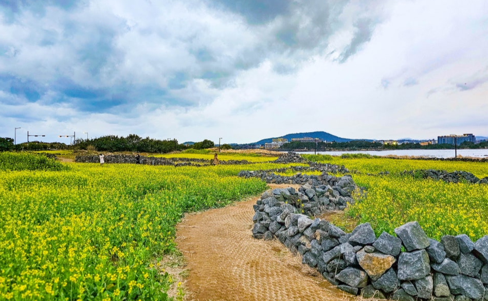 성산유채꽃재배단지 유채꽃