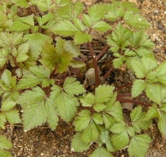 참나물 효능과 부작용 칼로리