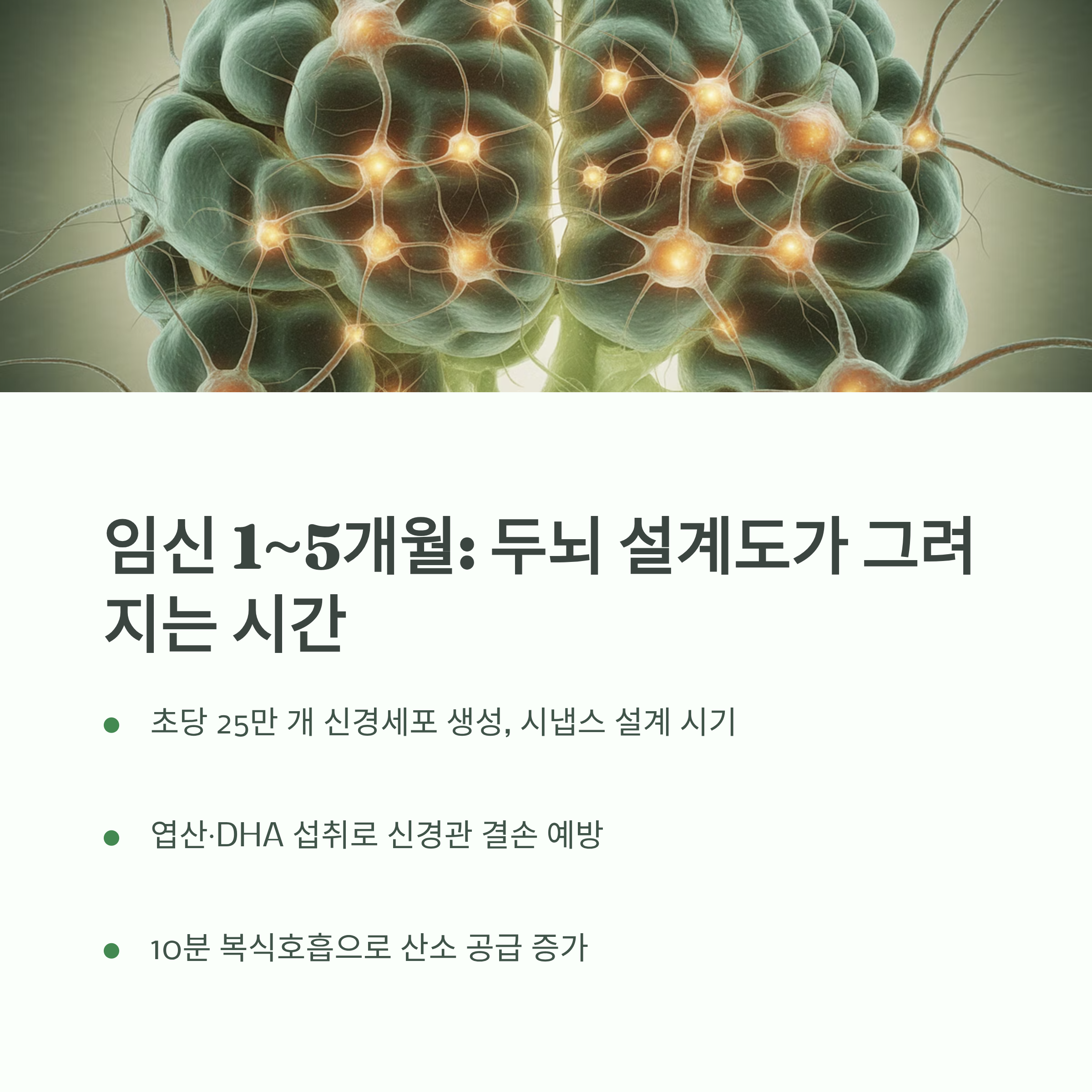 임신 1~5개월 동안 두뇌 설계도가 그려지는 시기를 설명하는 인포그래픽. 초당 25만 개 신경세포 생성, 엽산&middot;DHA 섭취, 복식호흡의 중요성을 강조