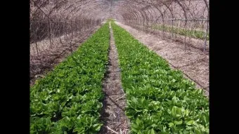 사철나물 재배 상자 텃밭 초보 가능 물 관리_12