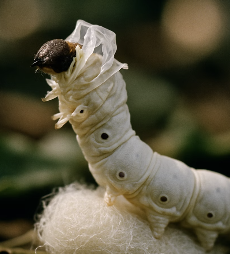 누에나방 키우기 A to Z (뽕잎 구하기부터 알 받기까지 완벽 가이드)