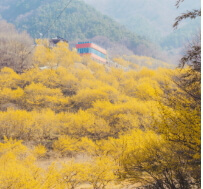 2025 구례 산수유꽃축제 