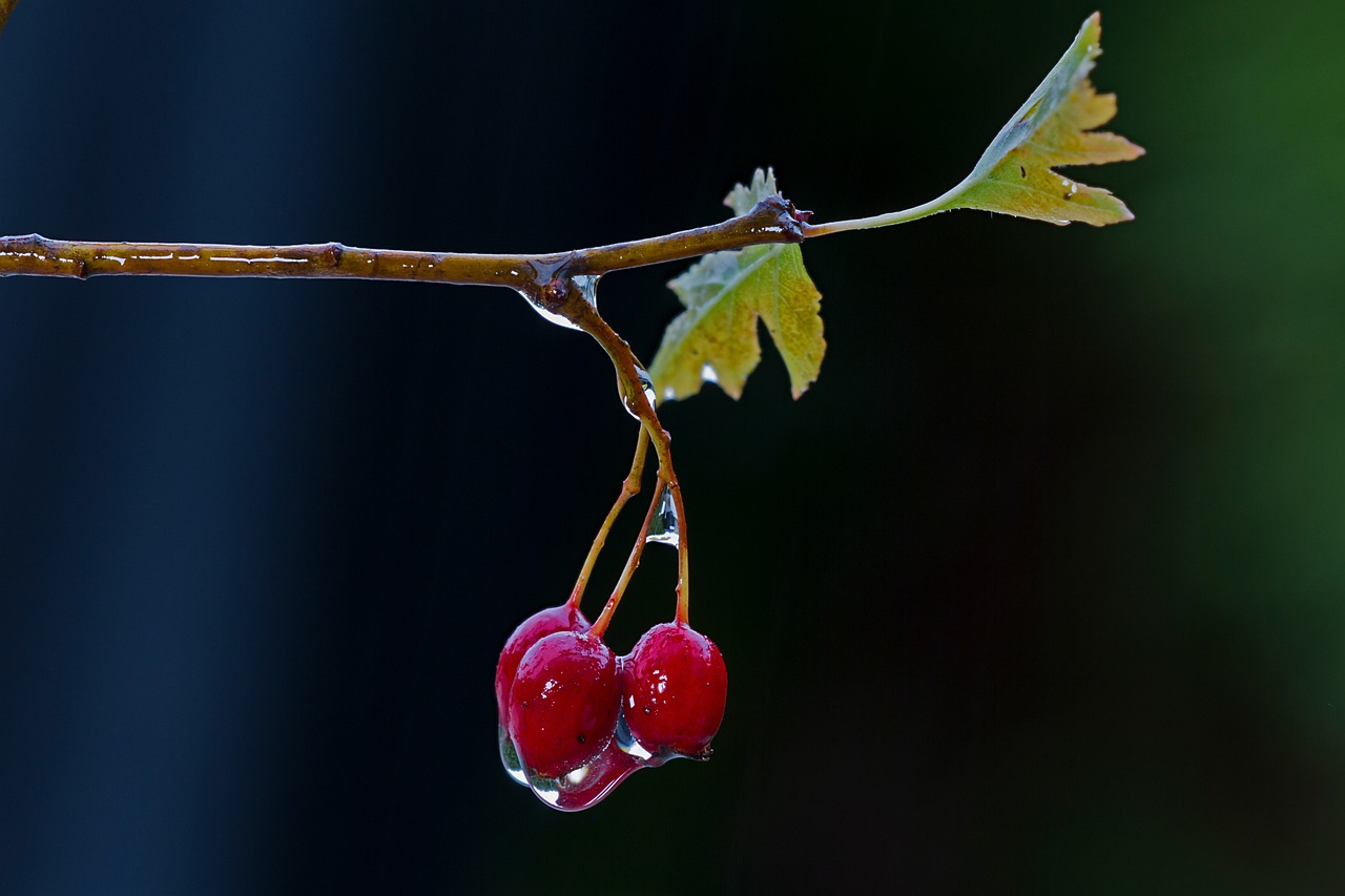 약용 식물 산사나무