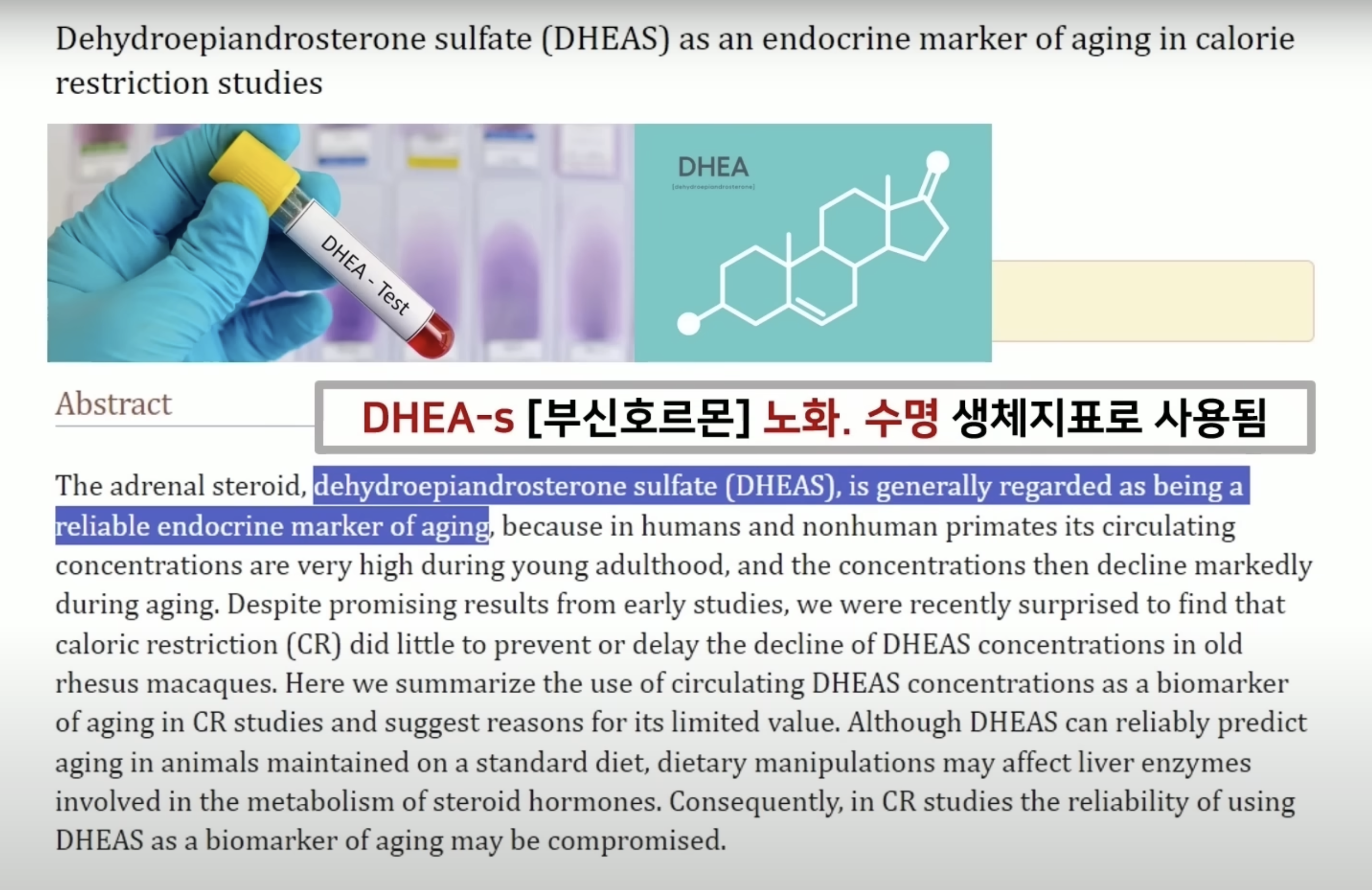 DHEA-s와 건강 사이의 비례관계를 말하는 연구 논문