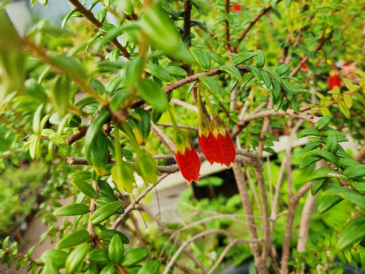 인디언귀걸이(히말라야등불)