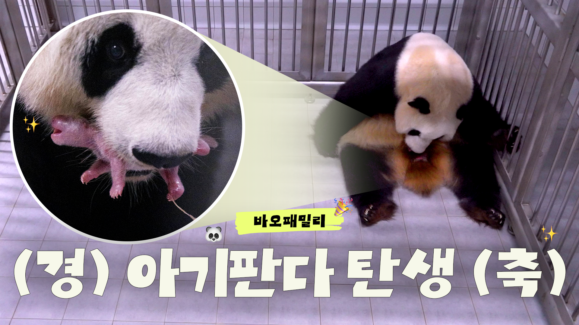 아기판다 탄생! 그 경이로운 현장을 공개합니다❤️
