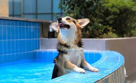 반려견이 리조트내에서 목욕하는 장면