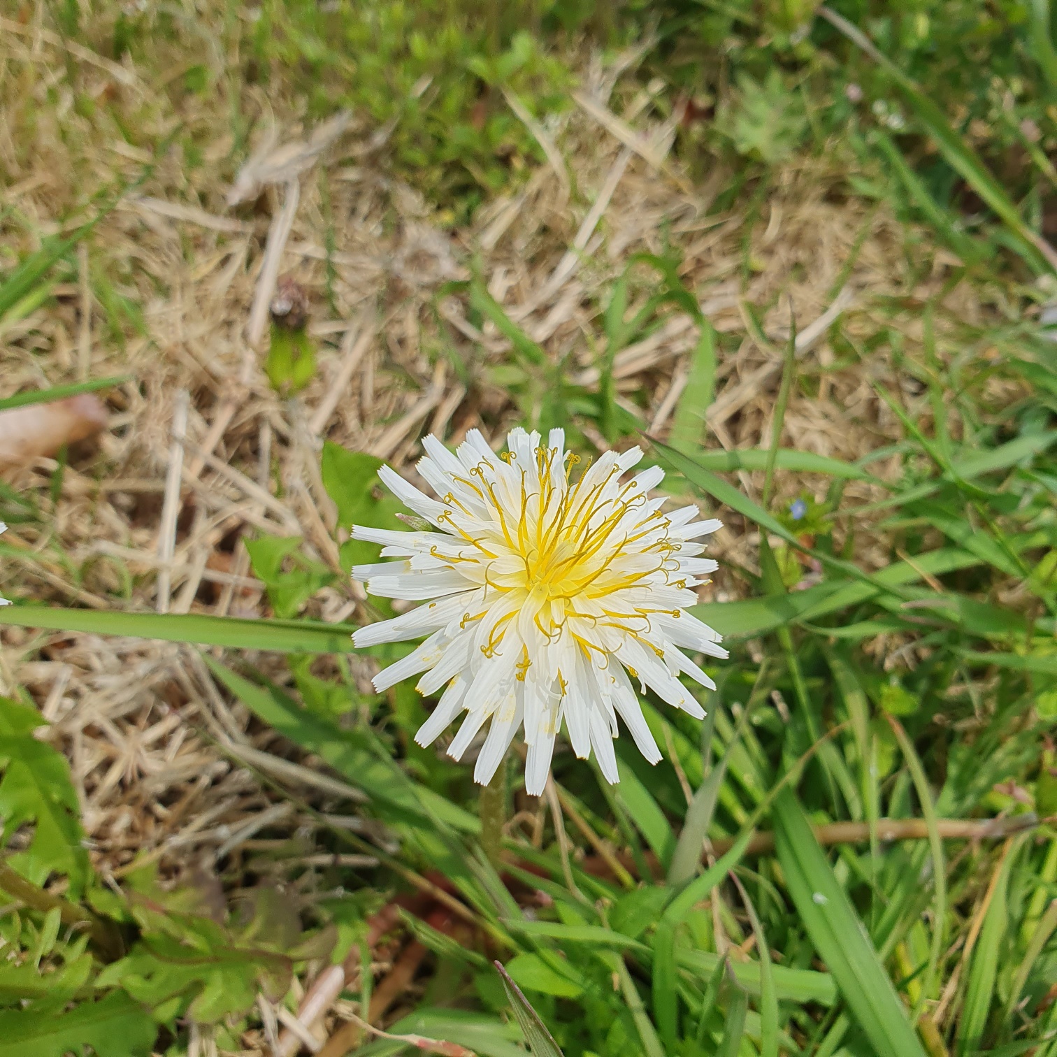 토종 흰 민들레