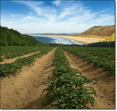 감자밭